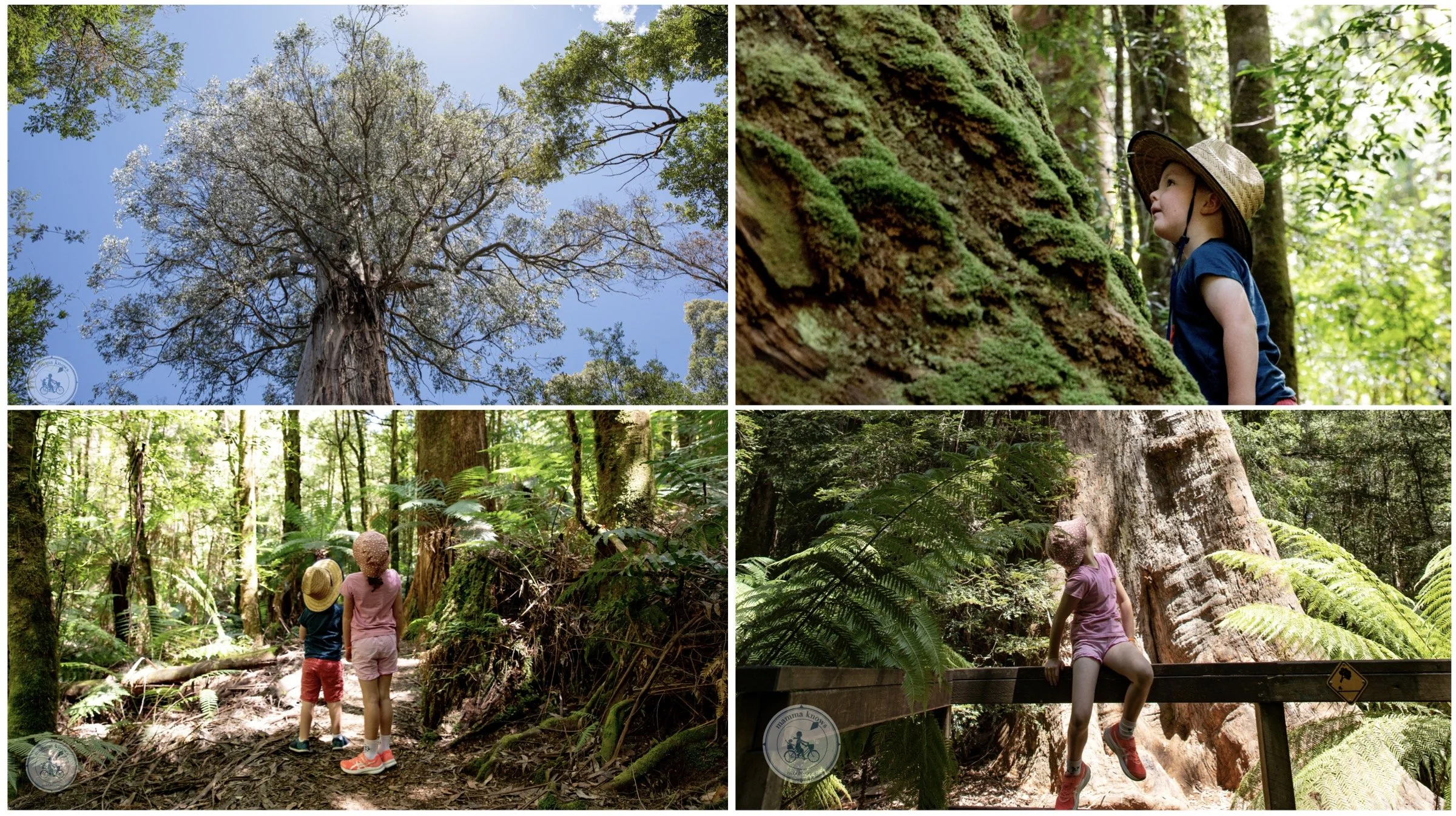 ada tree walk, ada