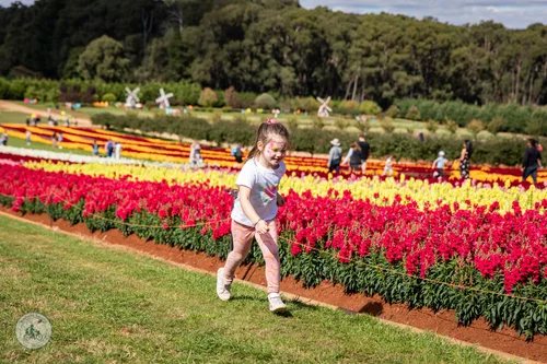 tesselaar's kabloom - festival of flowers