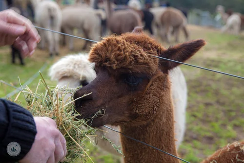 omaru alpaca farm