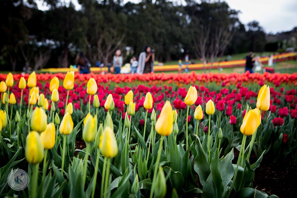 Tulip Festival 2019 (72 of 75).jpg