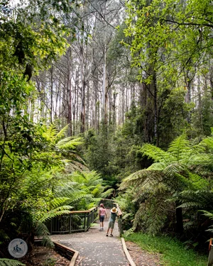 wirrawilla rainforest walk