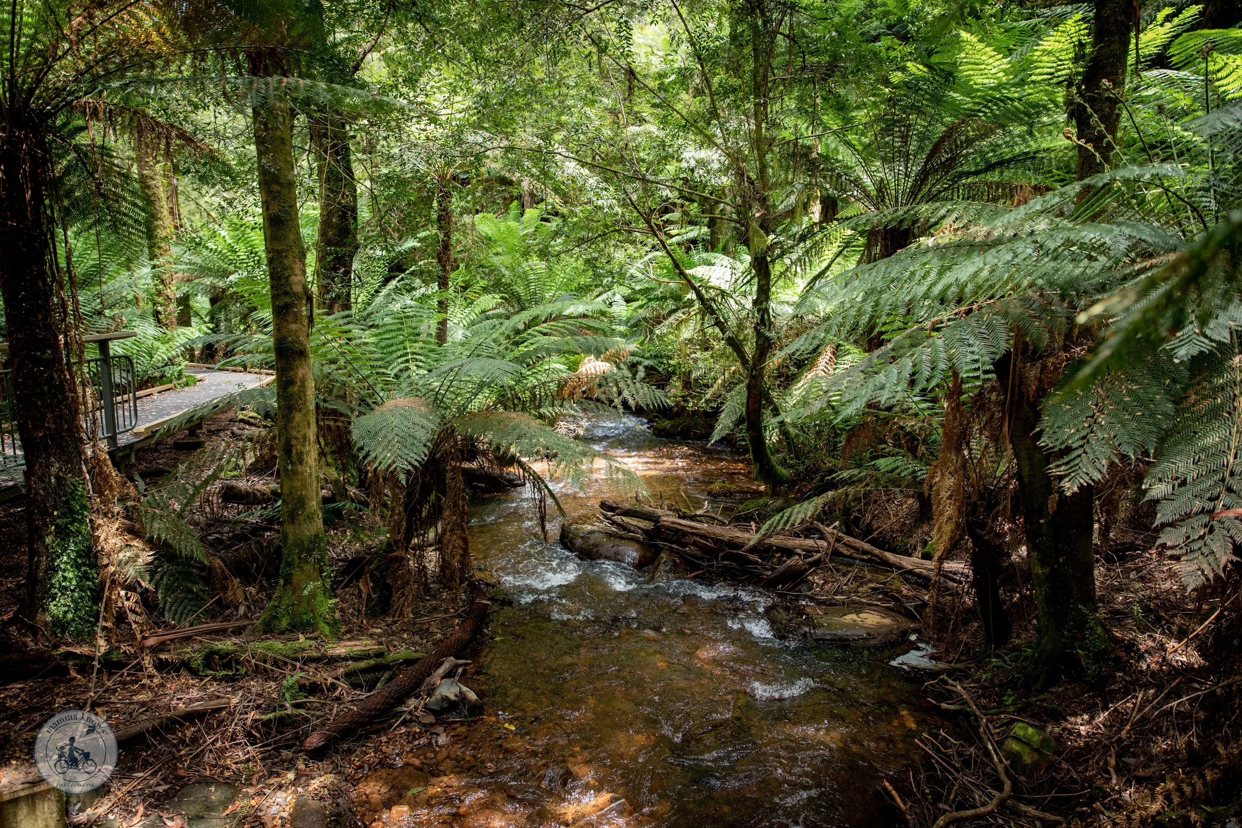 Copyright Mamma Knows East - wirrawilla rainforest walk, toolangi