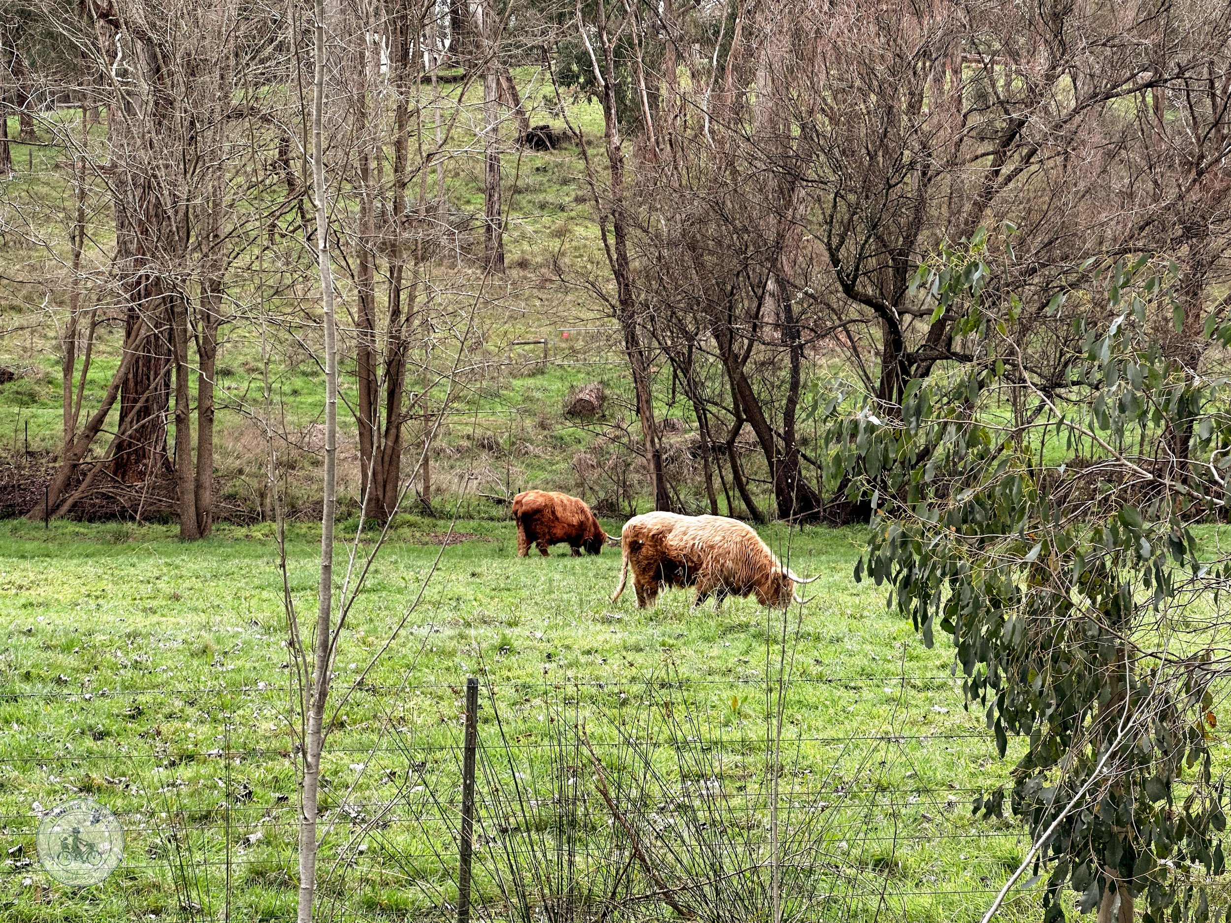 Copyright Mamma Knows East  - Warby Trail, Wandin-1069.jpg