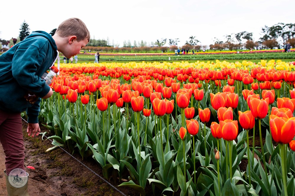 Copyright Mamma Knows East - Tulips Festival 2022-1962.jpg