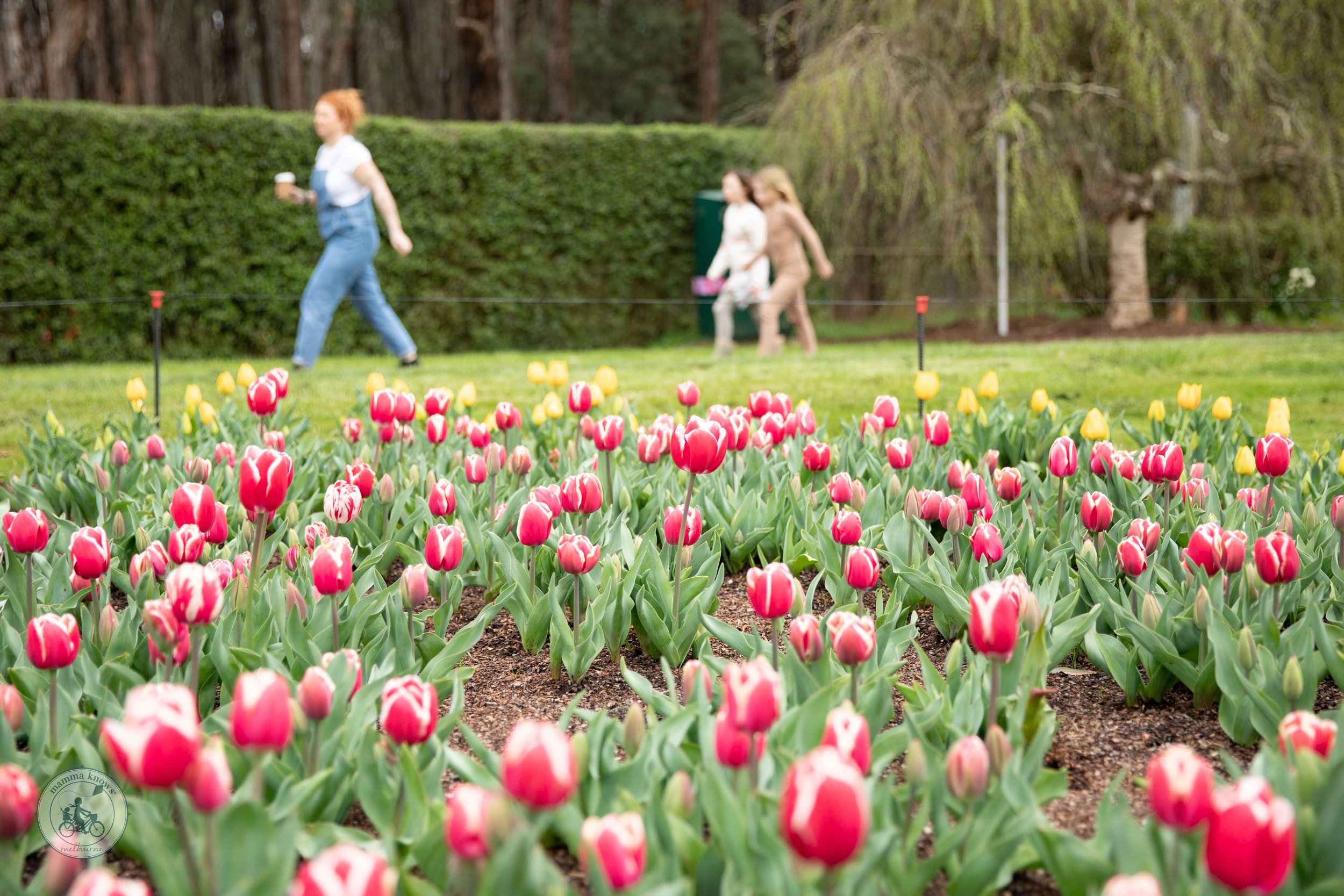 Copyright Mamma Knows East - Tulips Festival 2022-1845.jpg