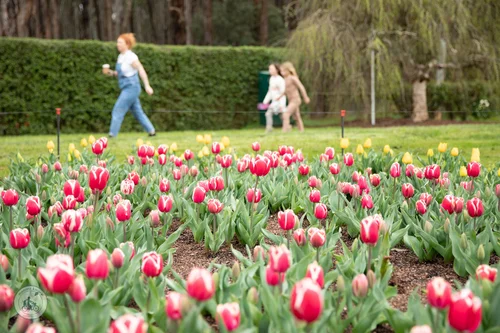 tesselaar tulip festival