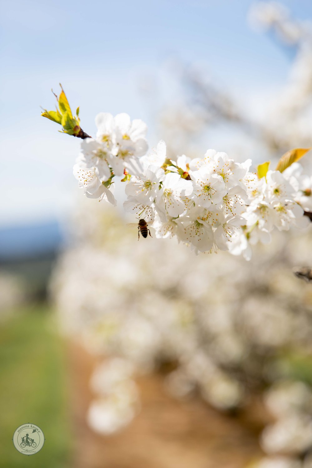 Copyright Mamma Knows East - Cherryhill Blossom Festival 