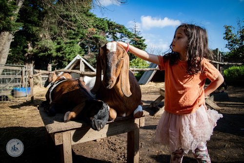 Collingwood Children's Farm, Abbotsford