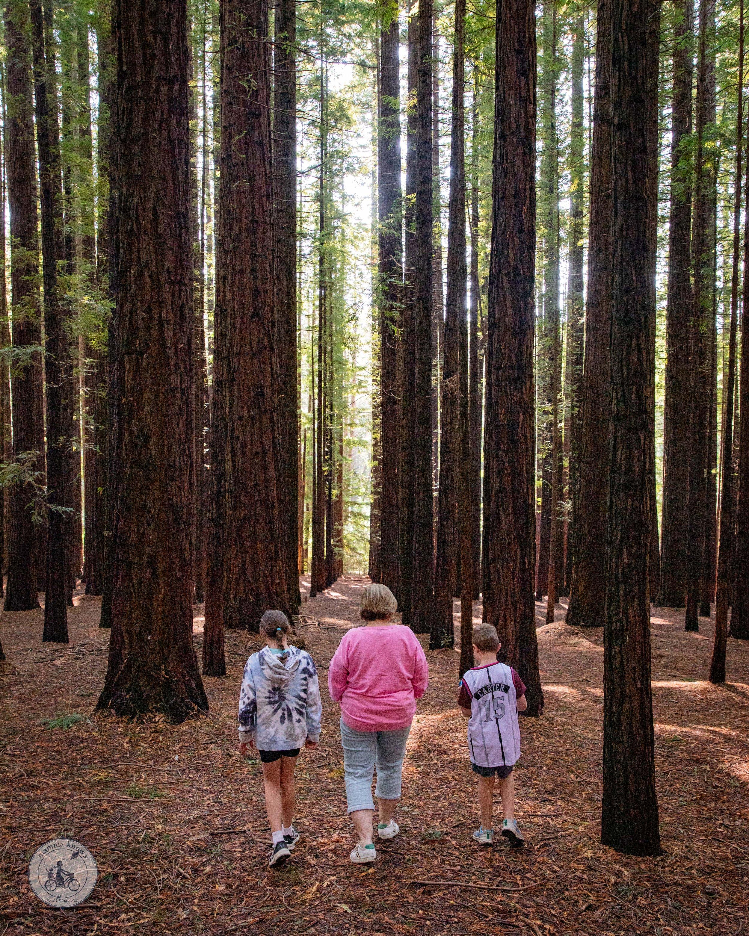 Redwood Forest, East Warburton