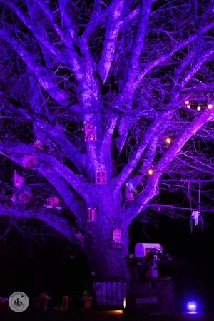 illumina at flowerdale estate