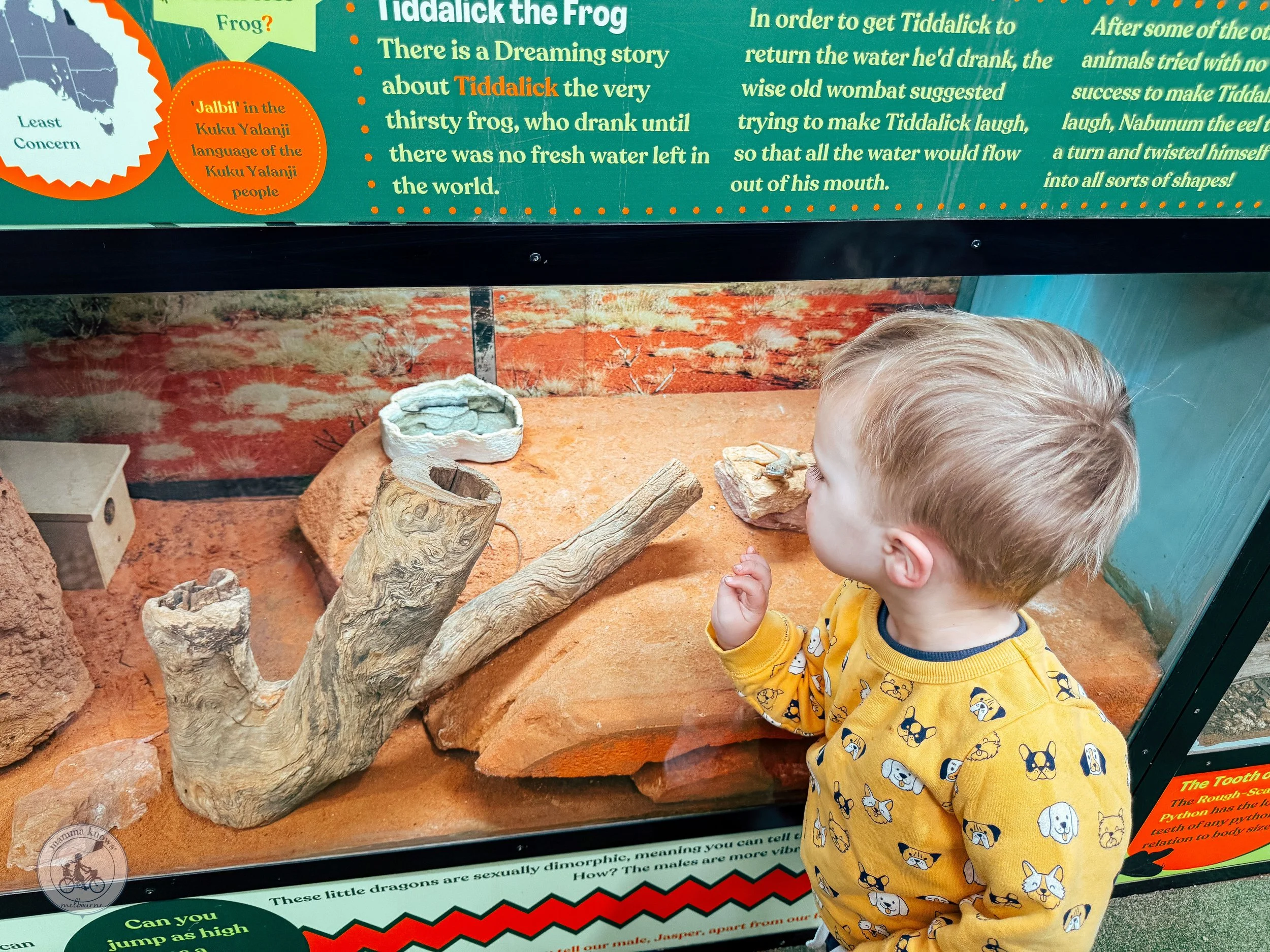 Reptile Encounters, Burwood
