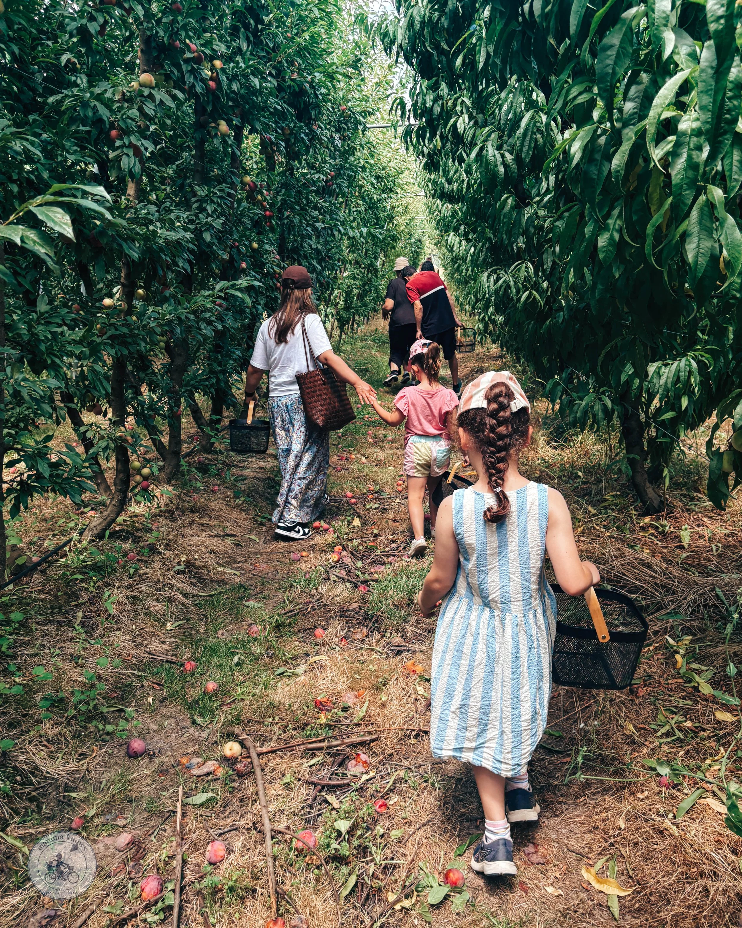 Copyright Mamma Knows East - Pick Your Own Fruit &amp; Orchard Tours @ The Orchard at Montague, Narre Warren North