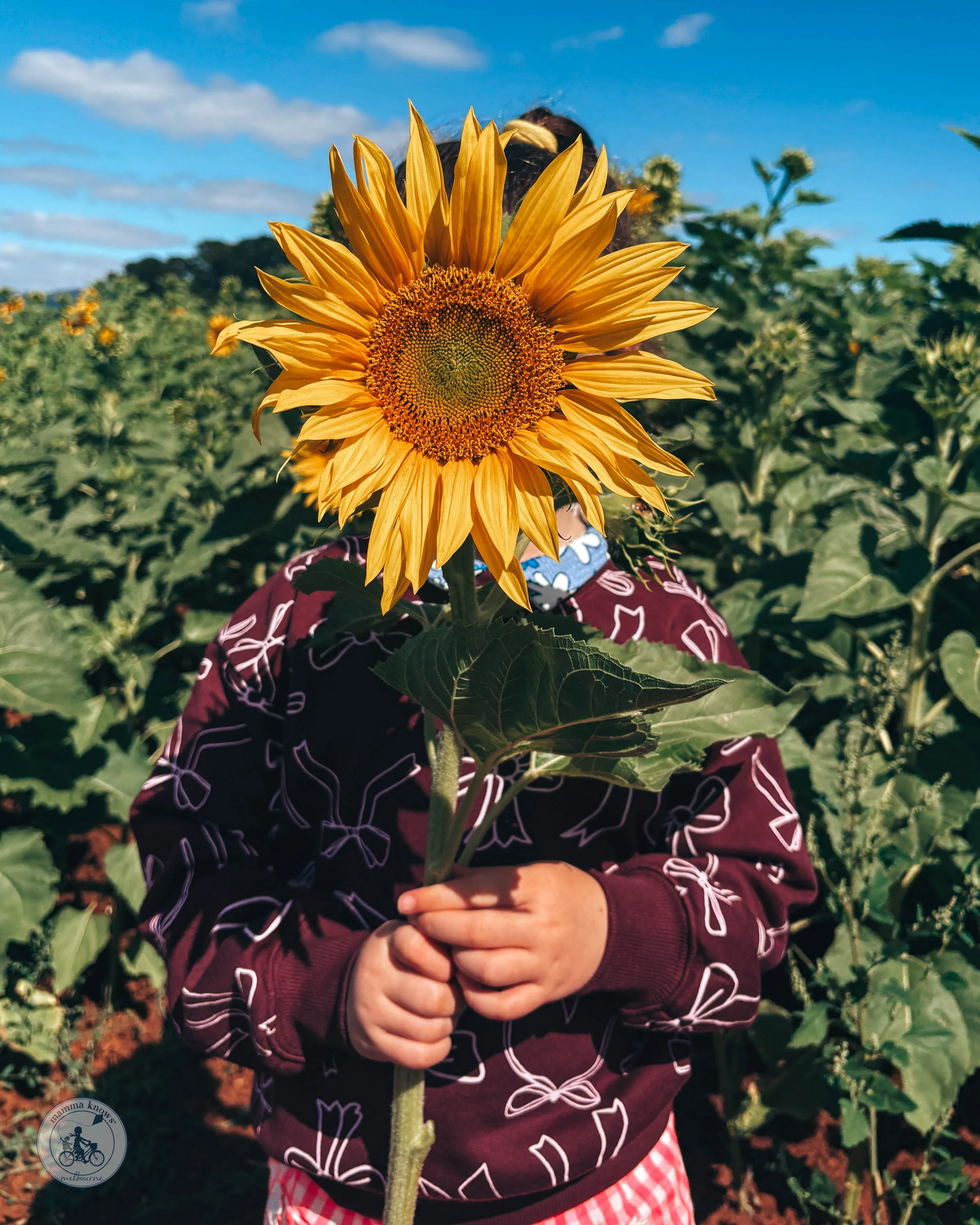 U-Pick Sunflowers @ Girasole Yarra Valley, Wandin East