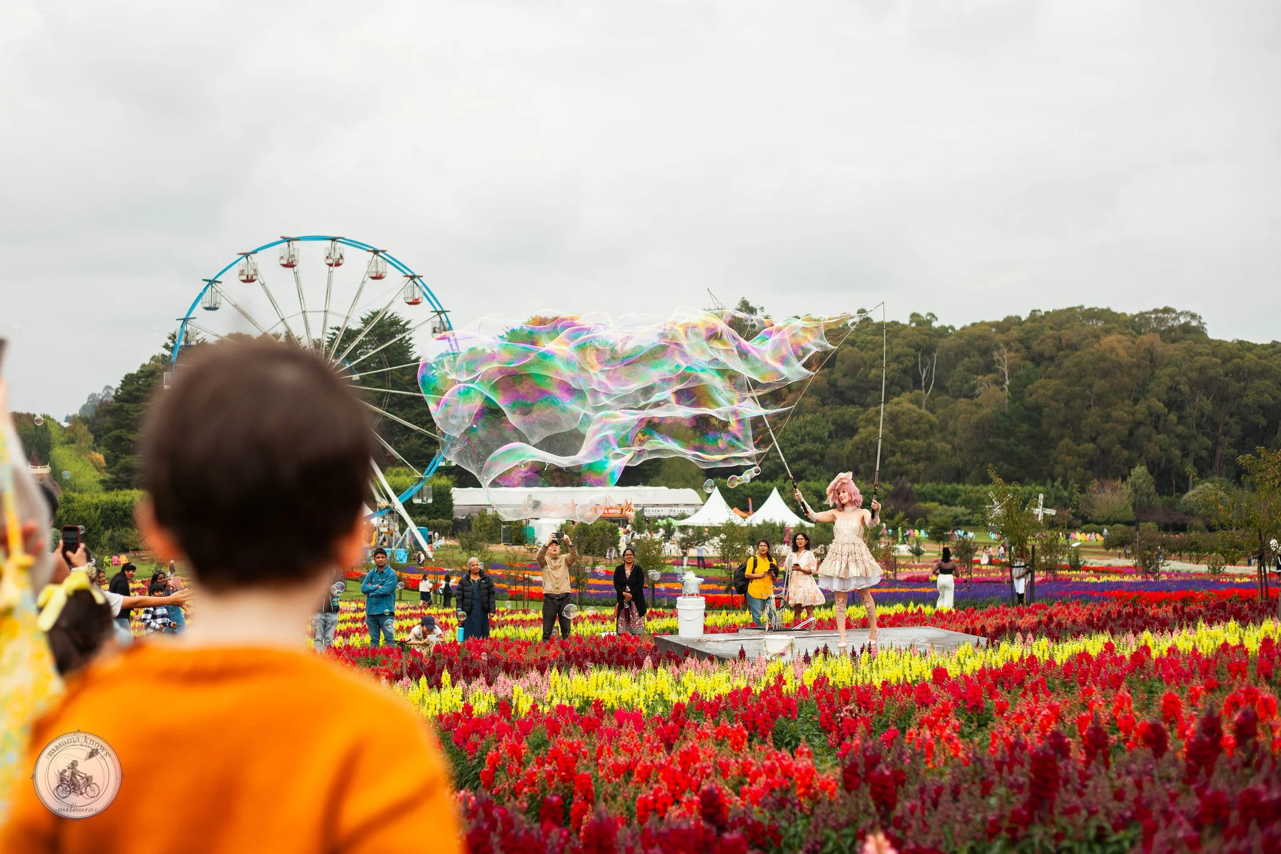 tesselaar's kabloom - festival of flowers, silvan 