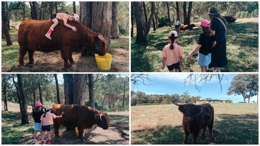 highland hideaway, wonga park