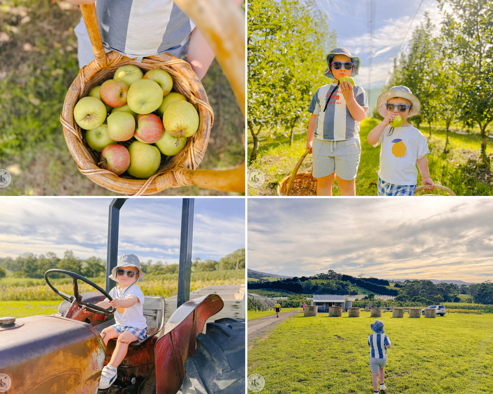 apteds orchards, arthurs creek