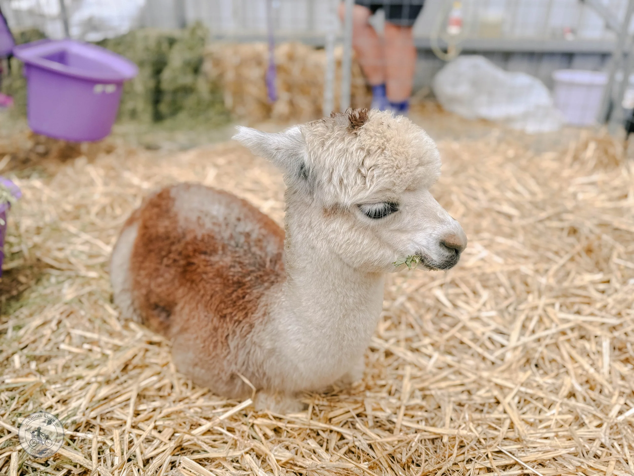 Copyright Mamma Knows East - Farm World @ Lardner Park, Drouin