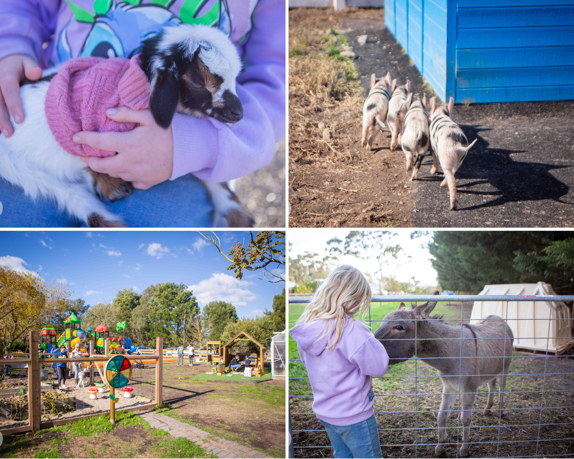 little sherwood petting zoo, drouin