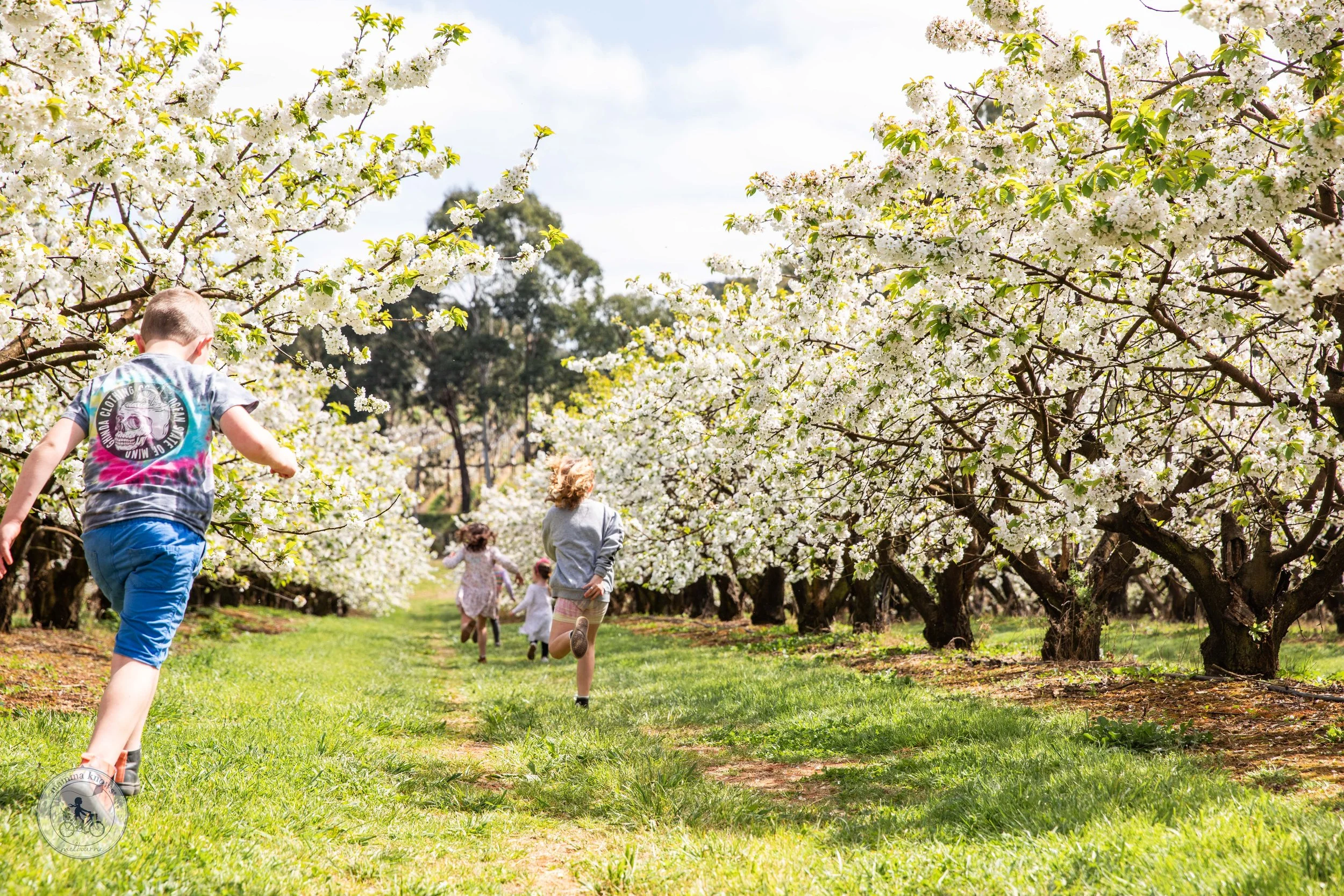Blue Hills Cherry Blossom Show, Silvan