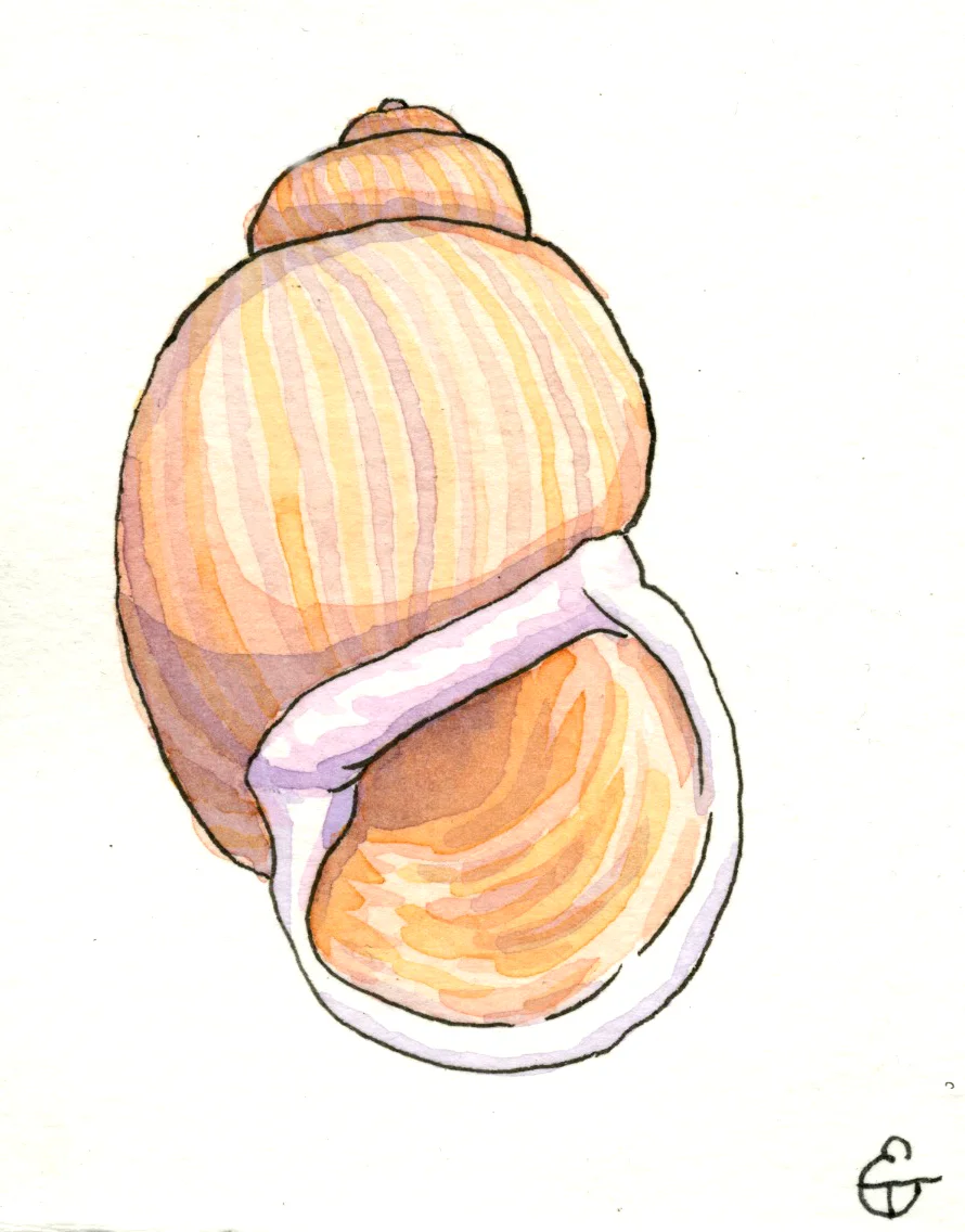 MicroMollusks 3.jpg