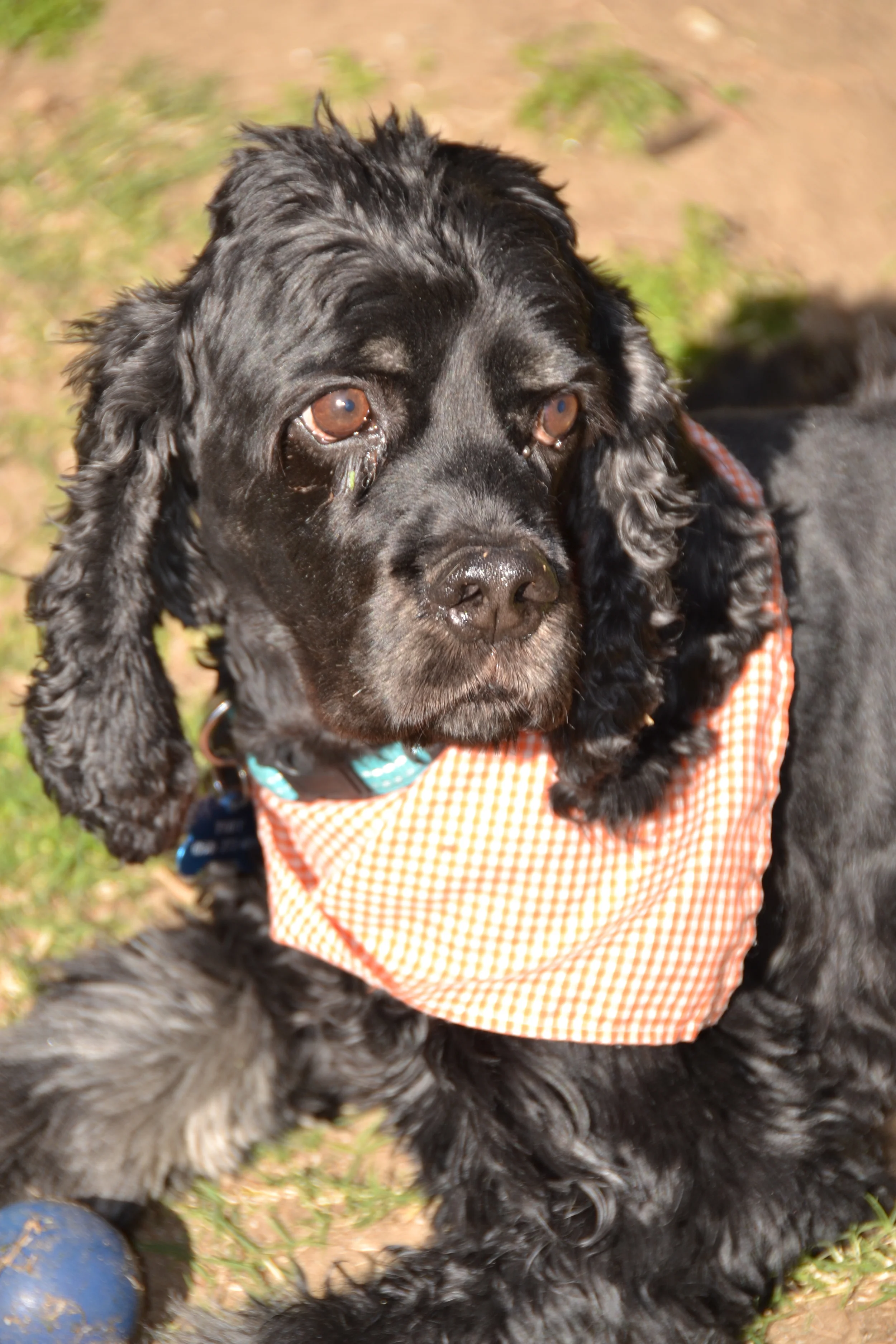 San Diego Spaniel Rescue