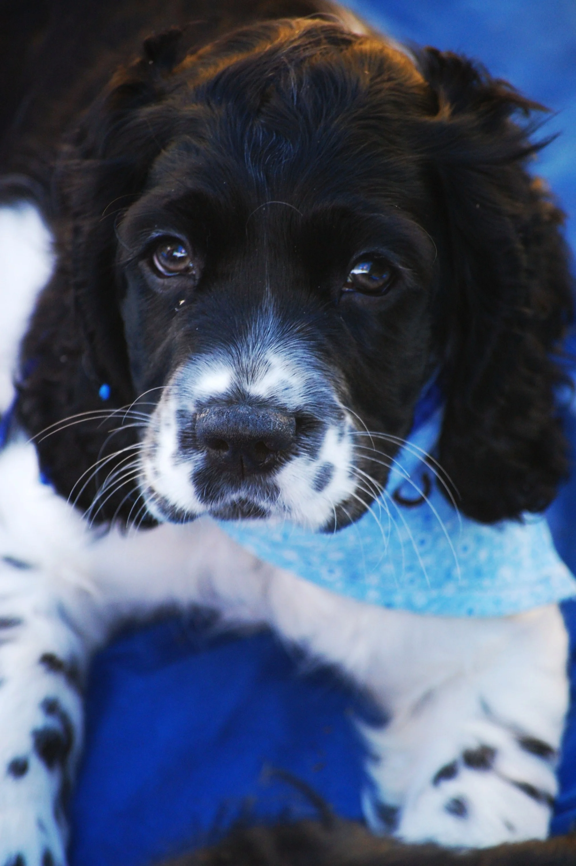 spaniel dog rescue near me