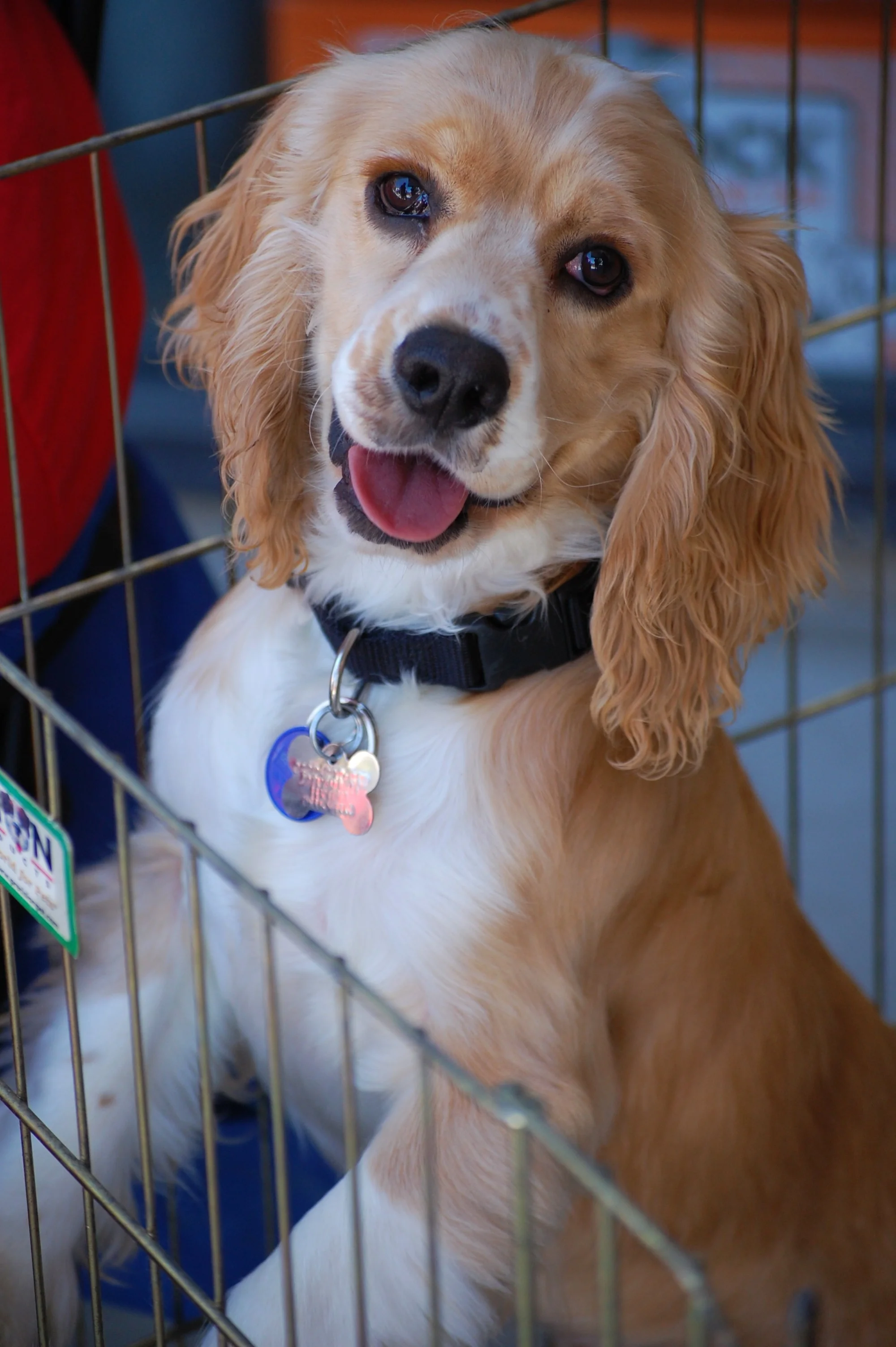 cocker and springer spaniel rescue