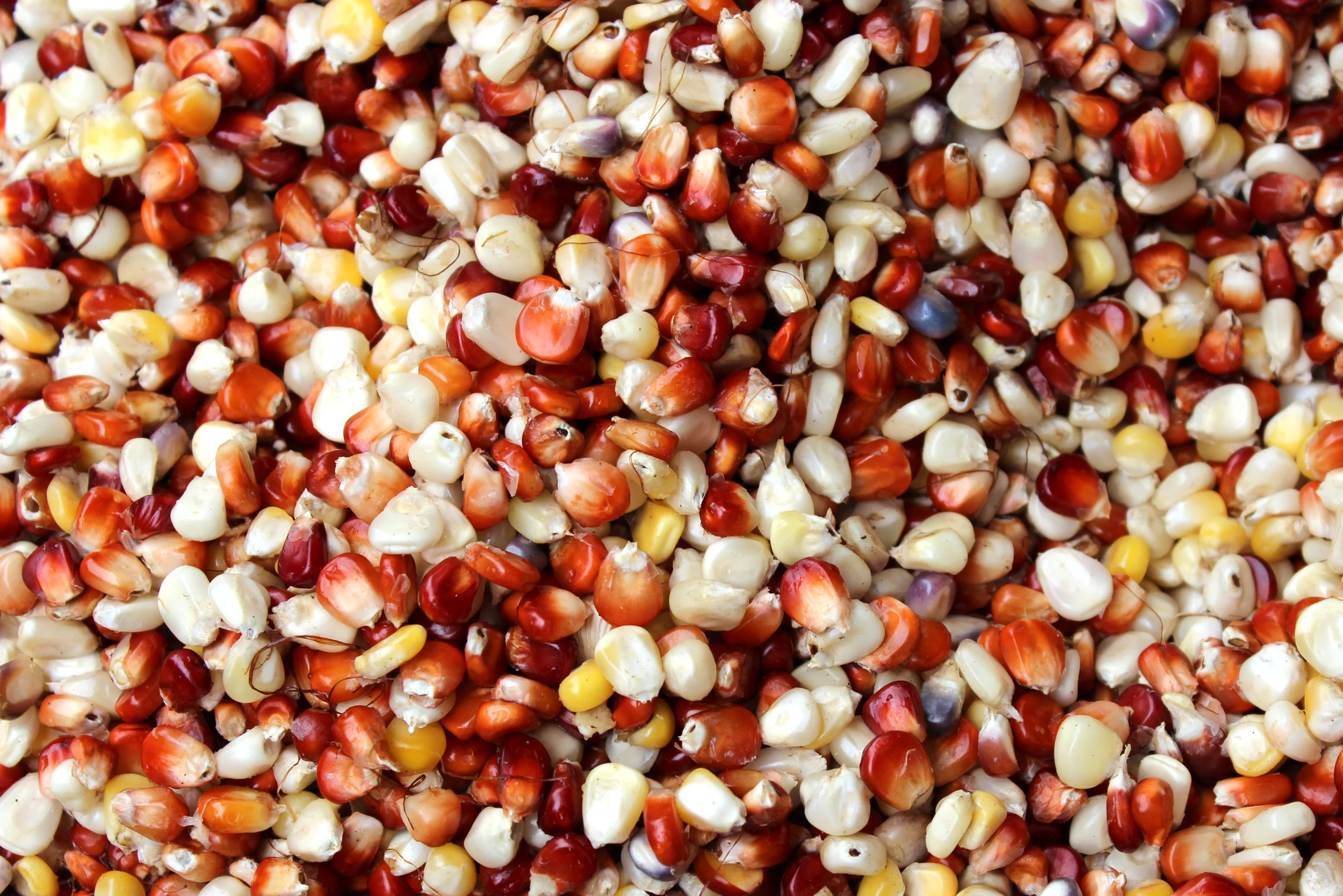 Corn