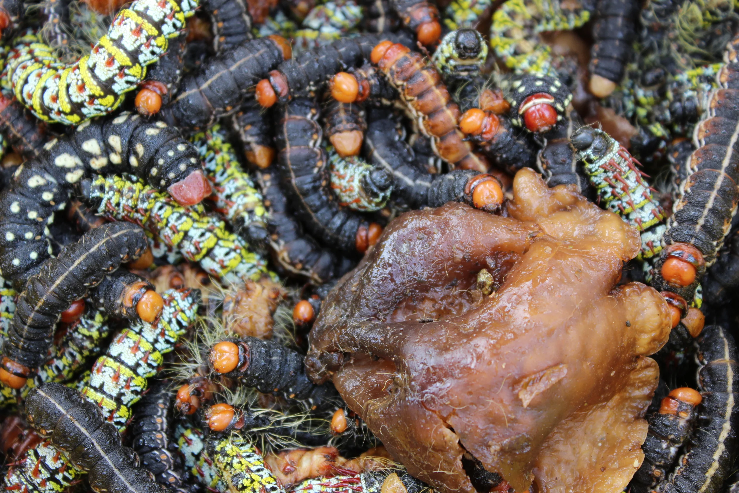Foraged Caterpillars and Mushroom