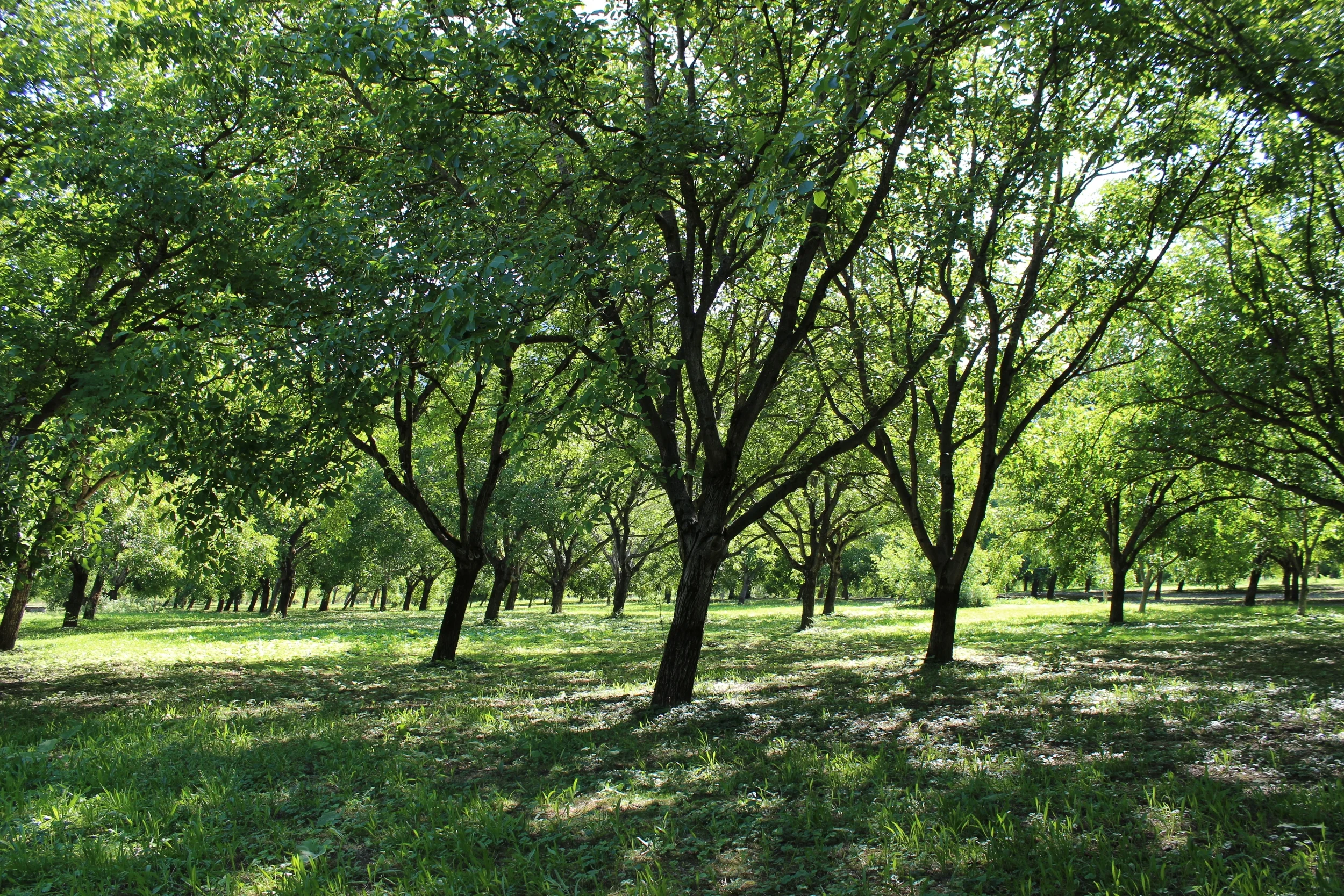 Hazulnut trees in Diois