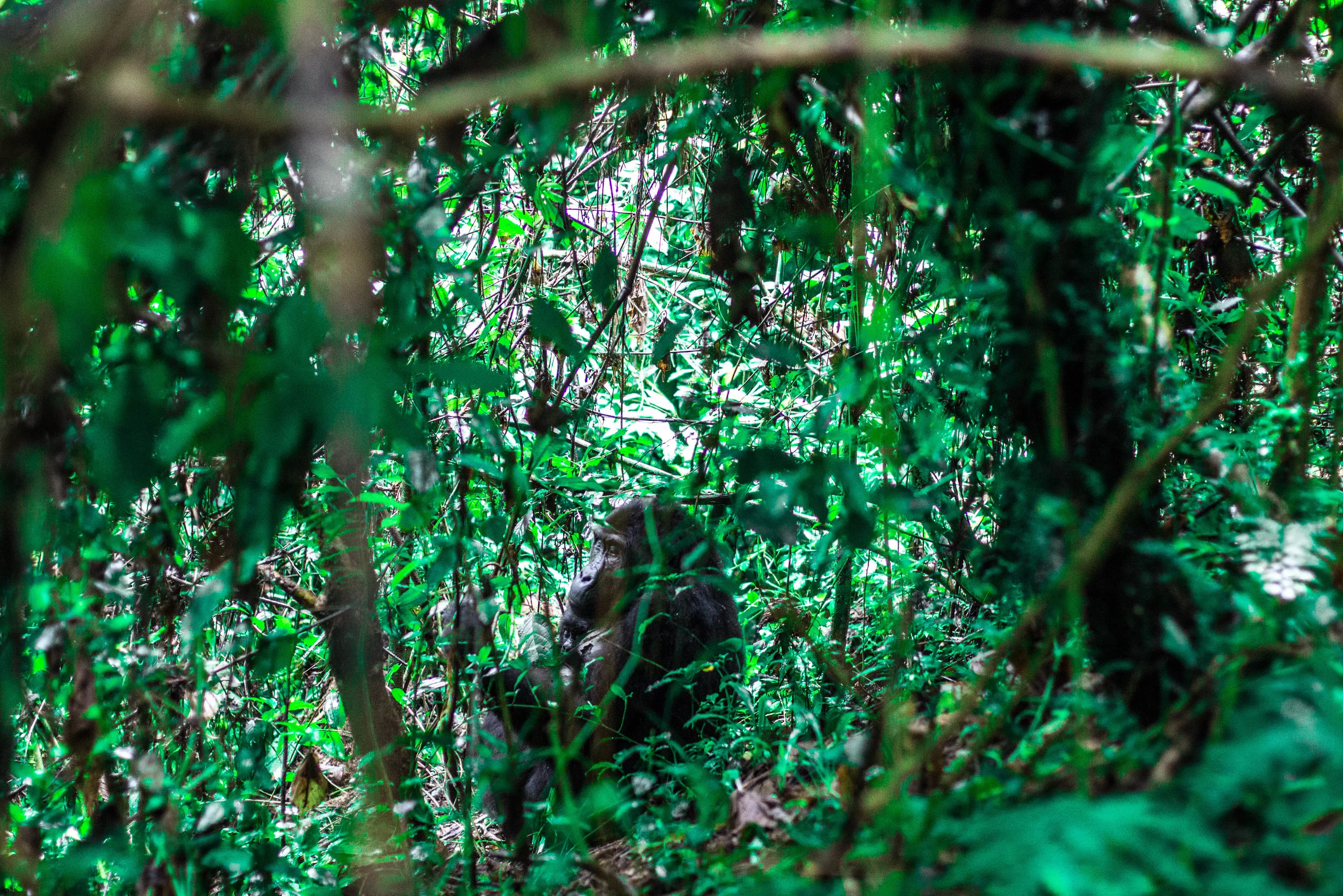 A gorilla and her newborn In Kahuzi Biega National Park