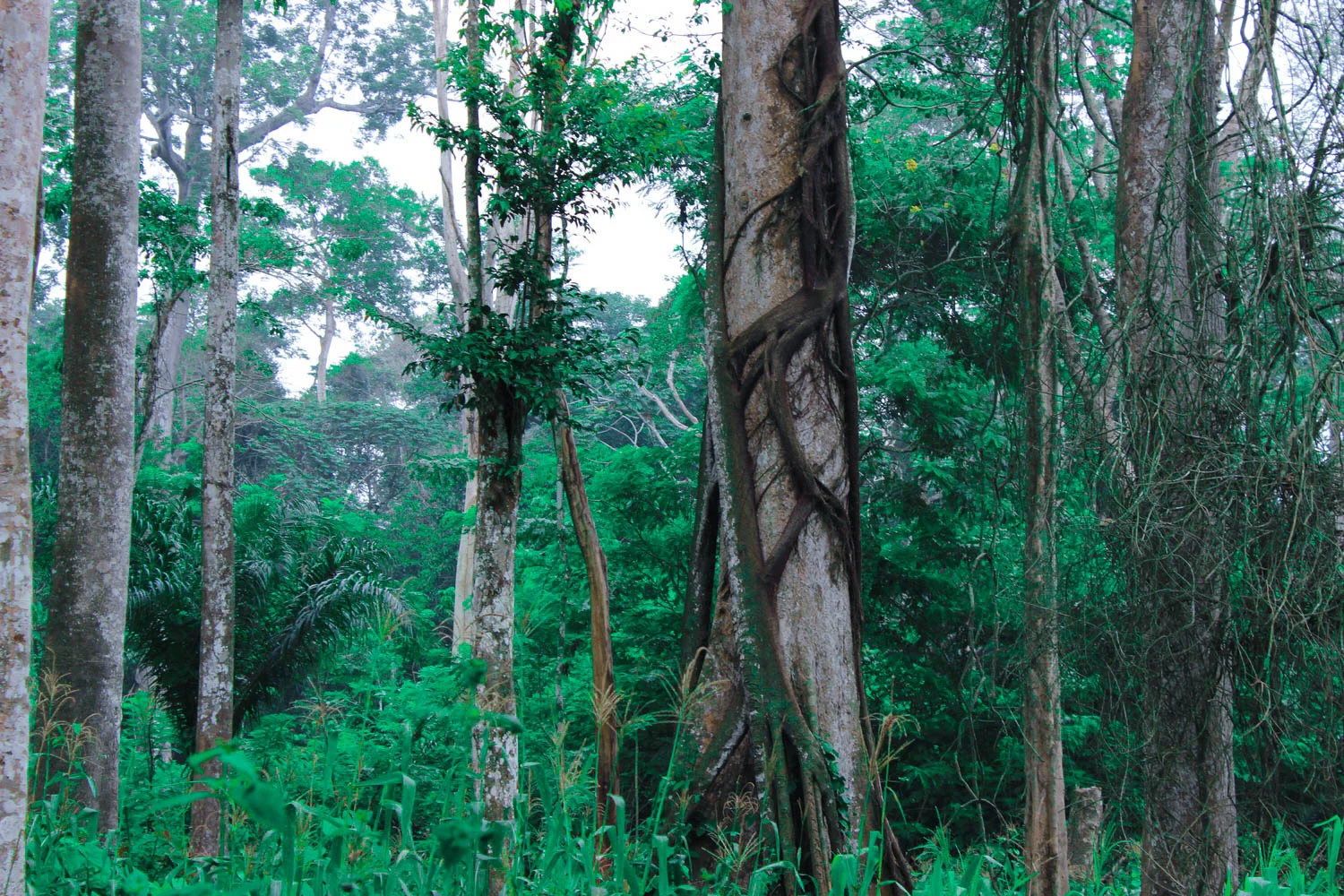 Near Bokumu Mokola in northern Equateur