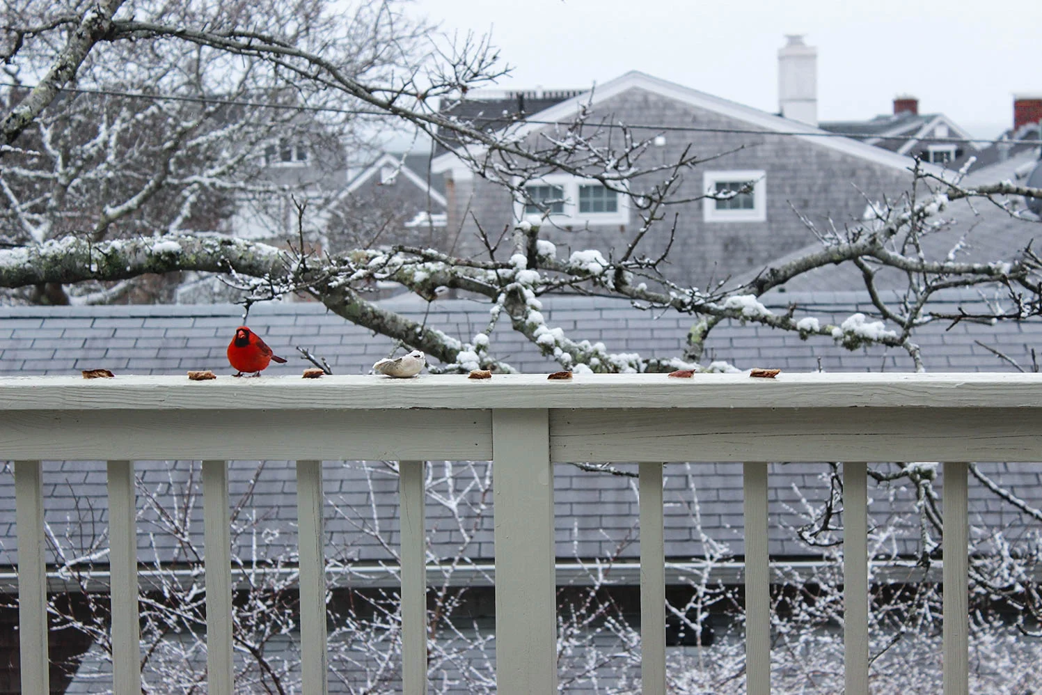 Spring arrives on Cape Cod