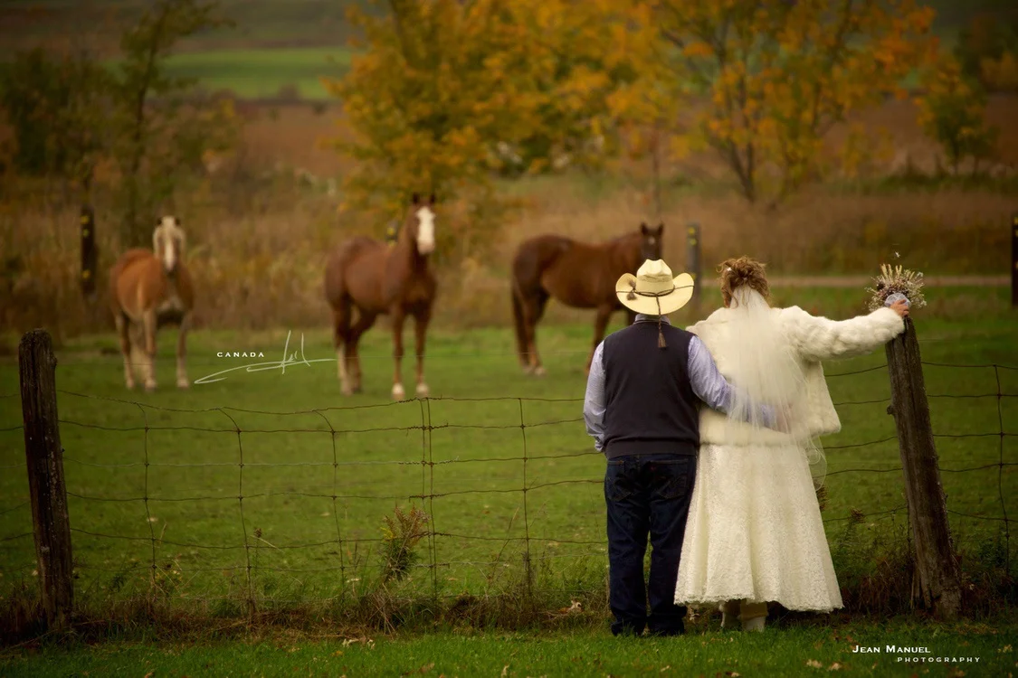 JMP-weddinghorses.jpg