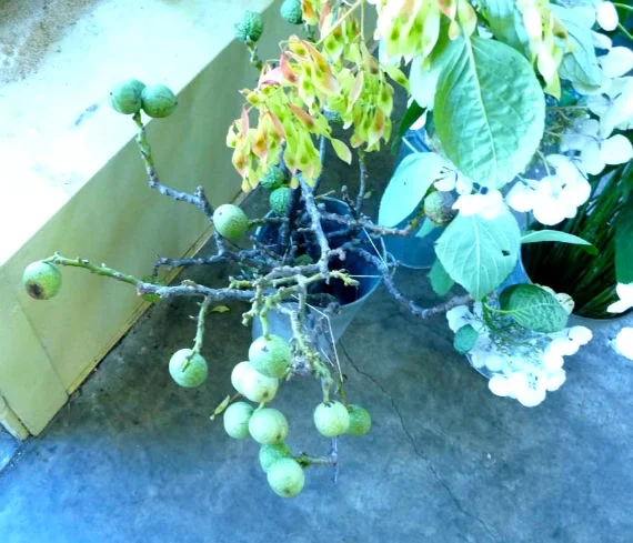 walnuts on the branch
