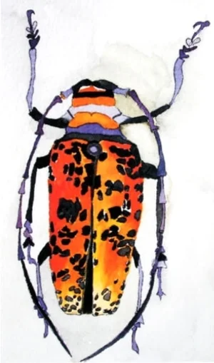 beetle_52.jpg