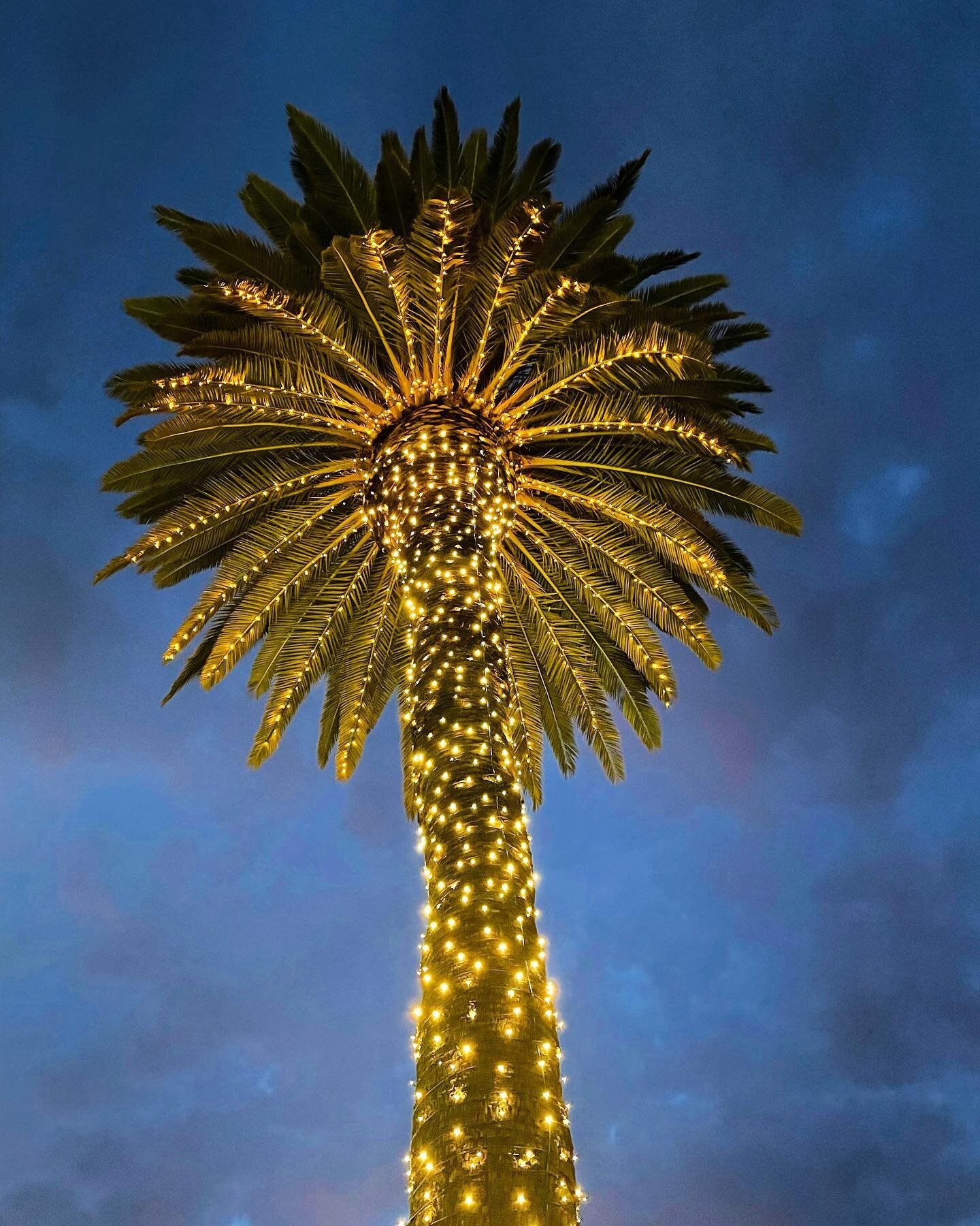 Guess where I took this? Hint: it is a fabulous place to get into the holiday spirit!