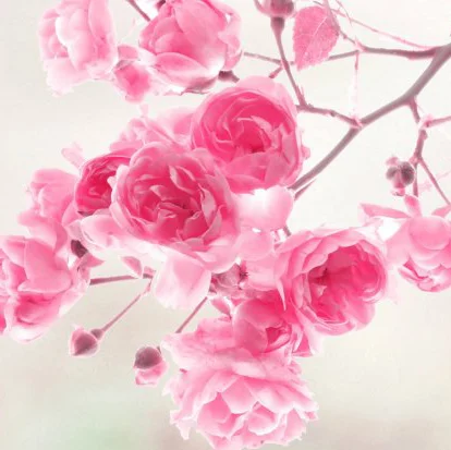 4225382-wallpapers-of-flowers copy.jpg