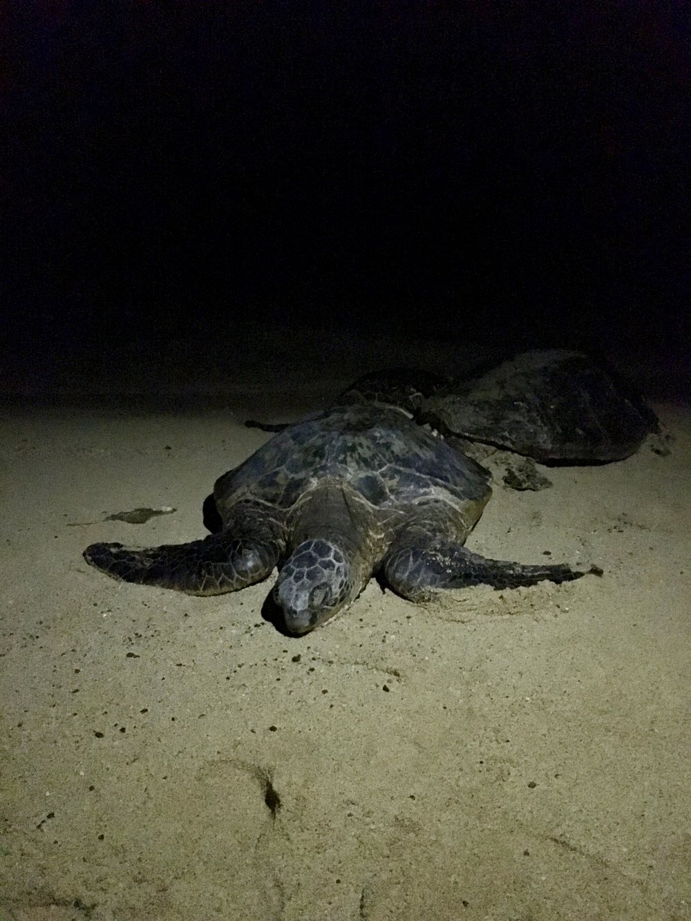 Sea babies!