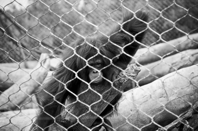 Zoo06