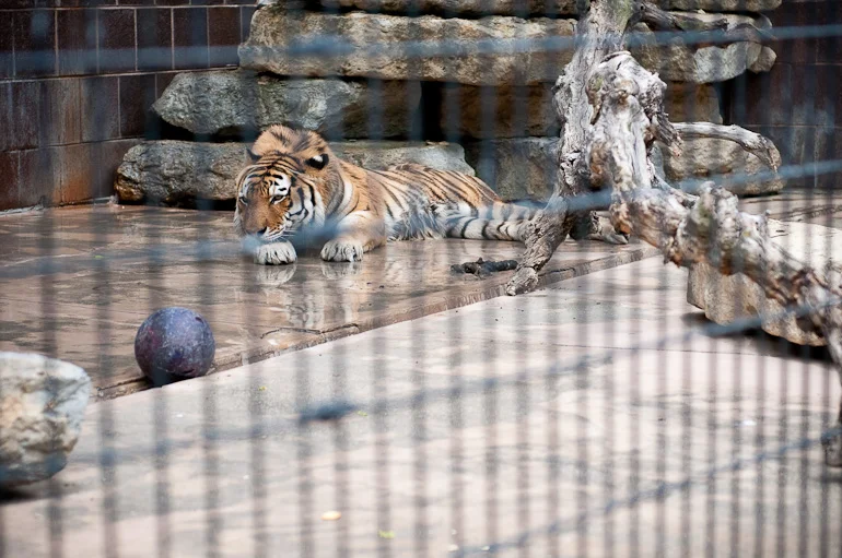 Zoo13