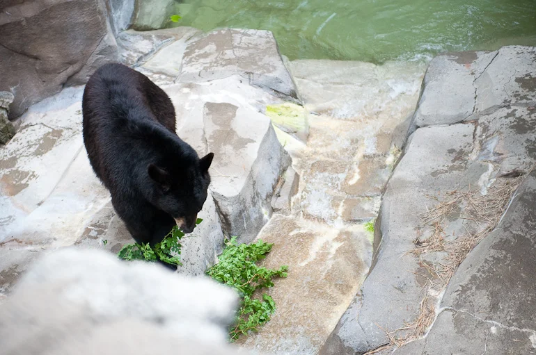 Zoo14