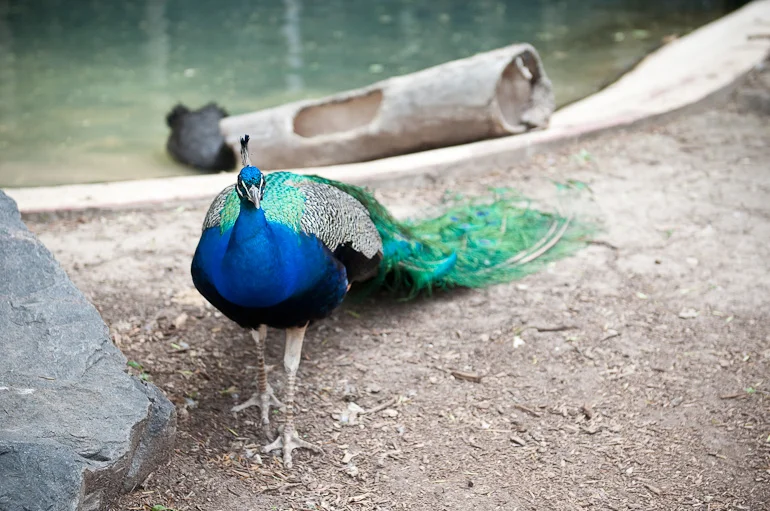 Zoo18