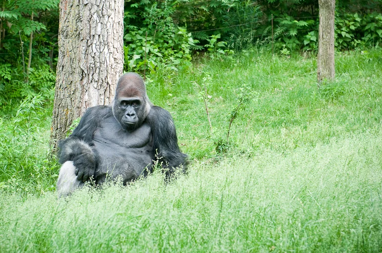 Zoo24