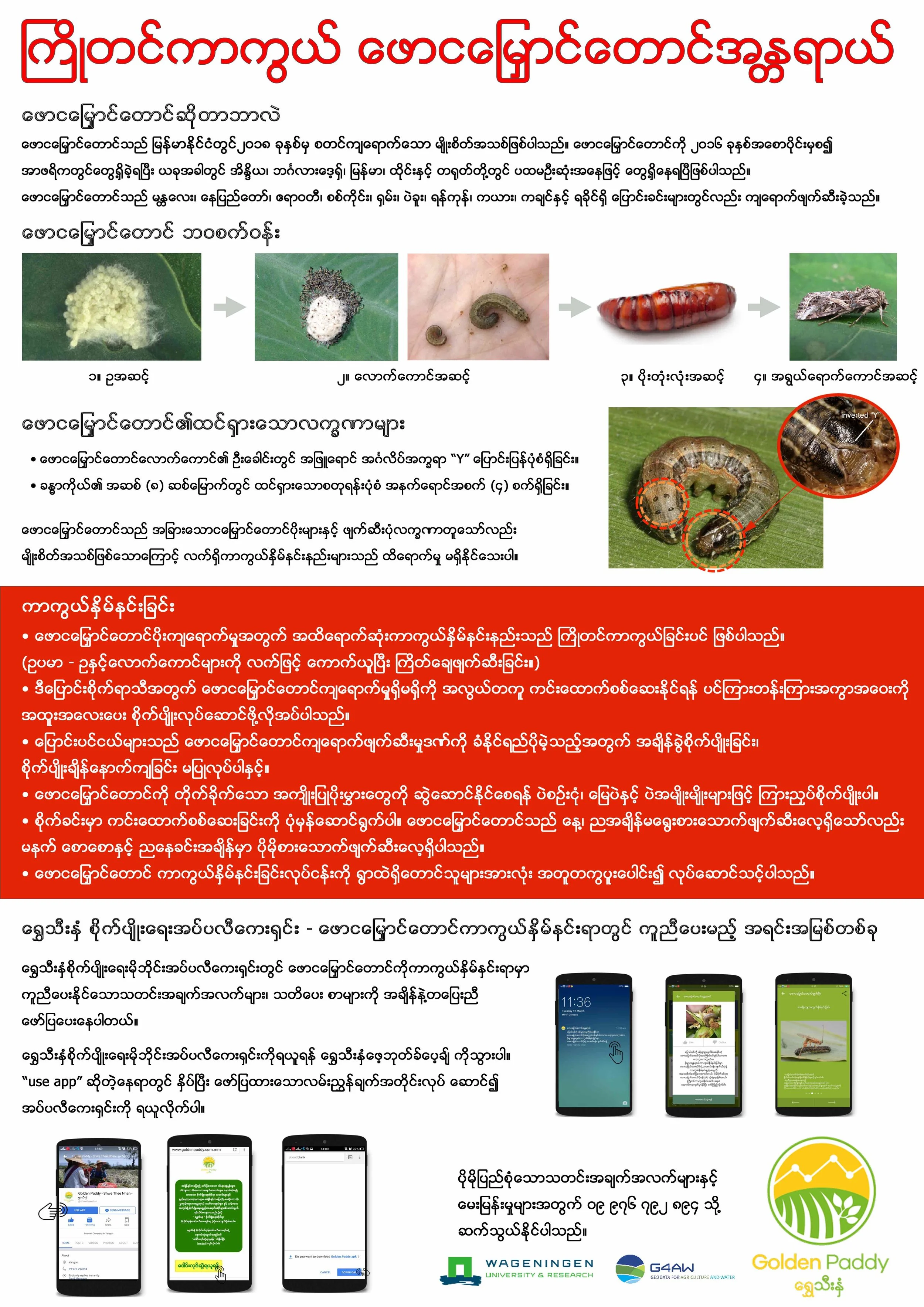 Fall Armyworm Burmese.jpg