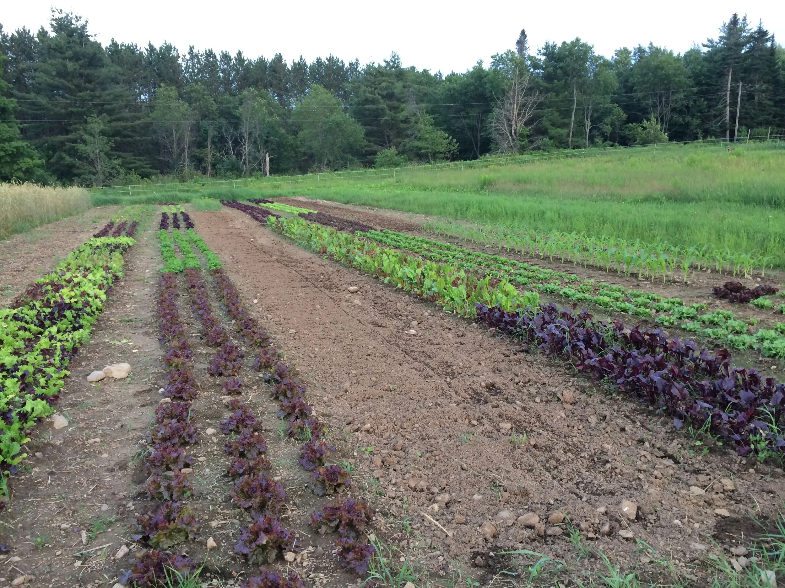 Lettuces, beet & chard greens, and herbs