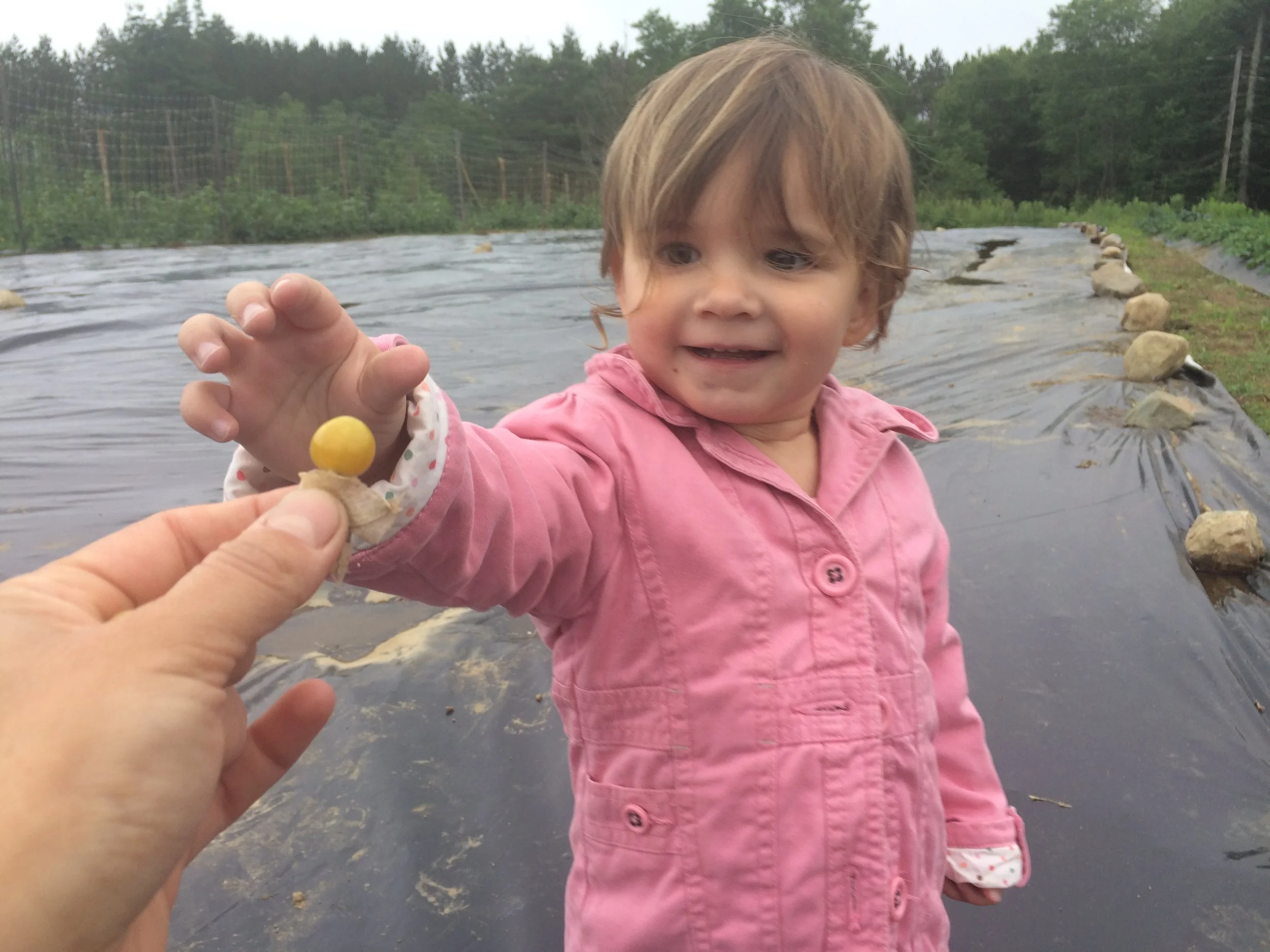 Ella samples the first ripe husk cherry