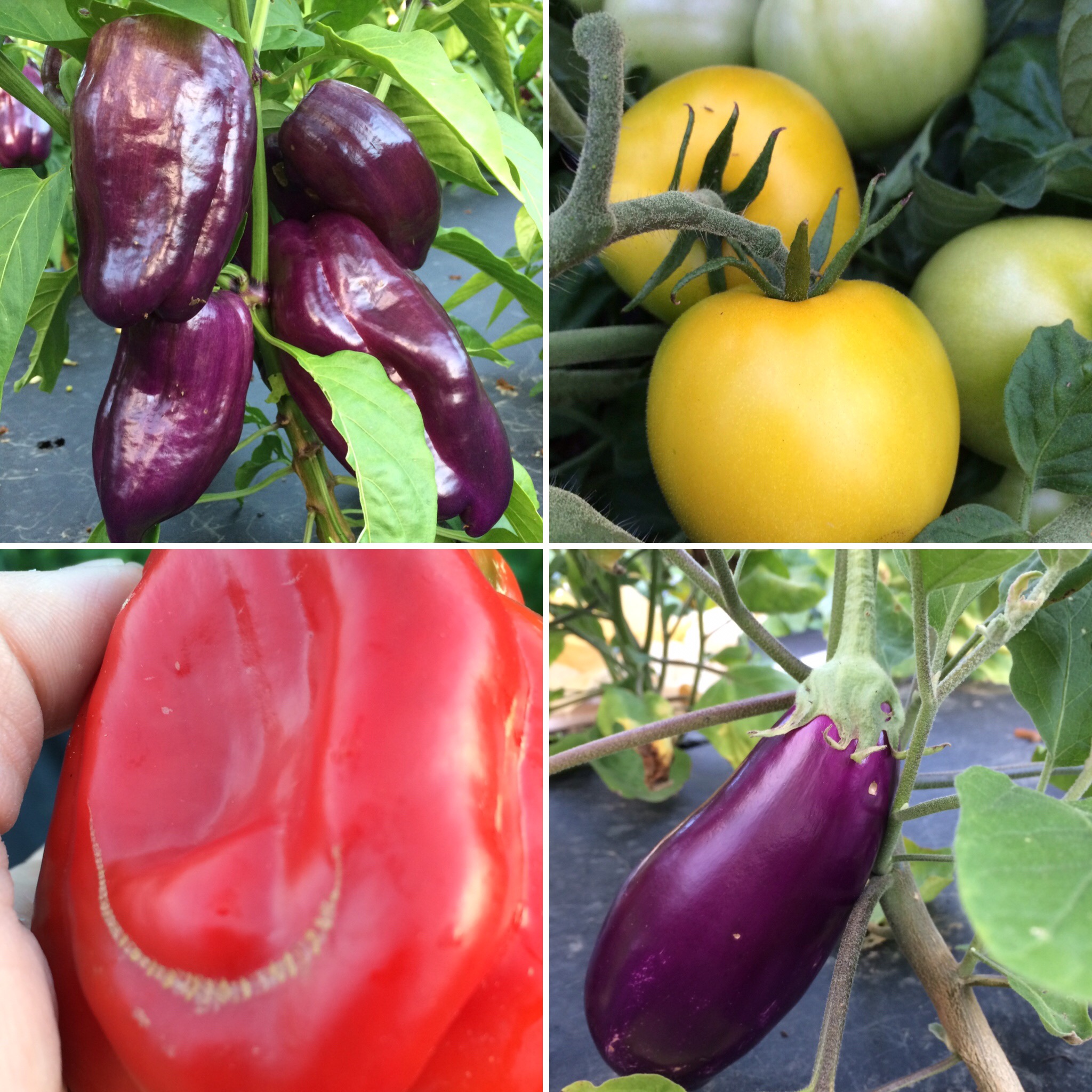 Sweet peppers on the left, Dancer eggplant and first ripe Taxi tomatoes on right