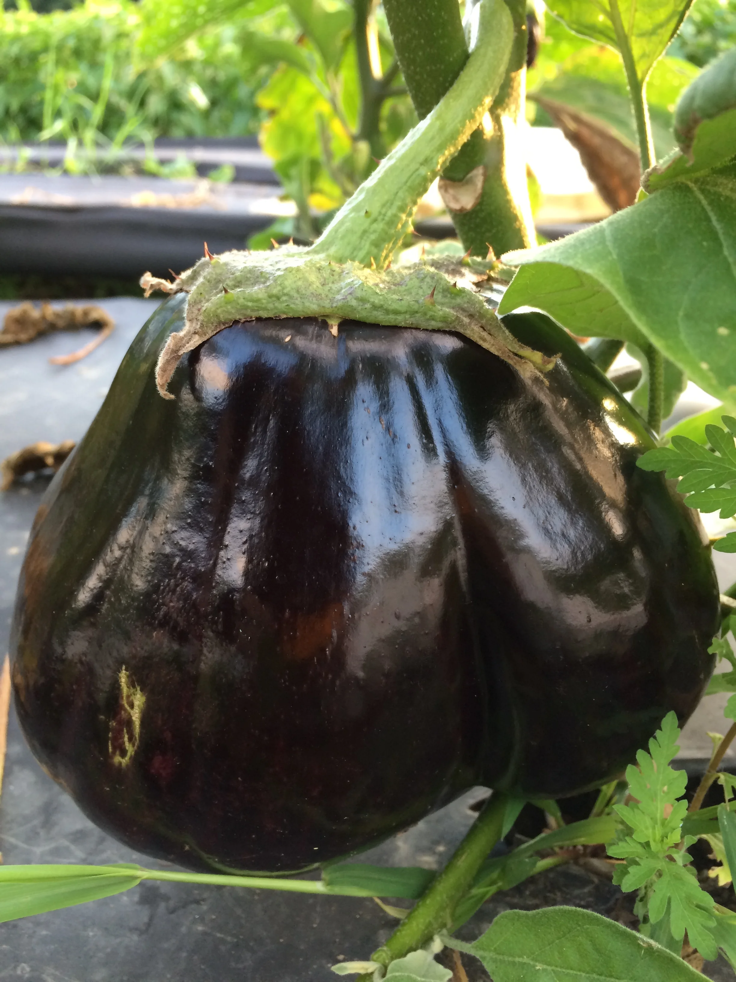 a "twin" eggplant