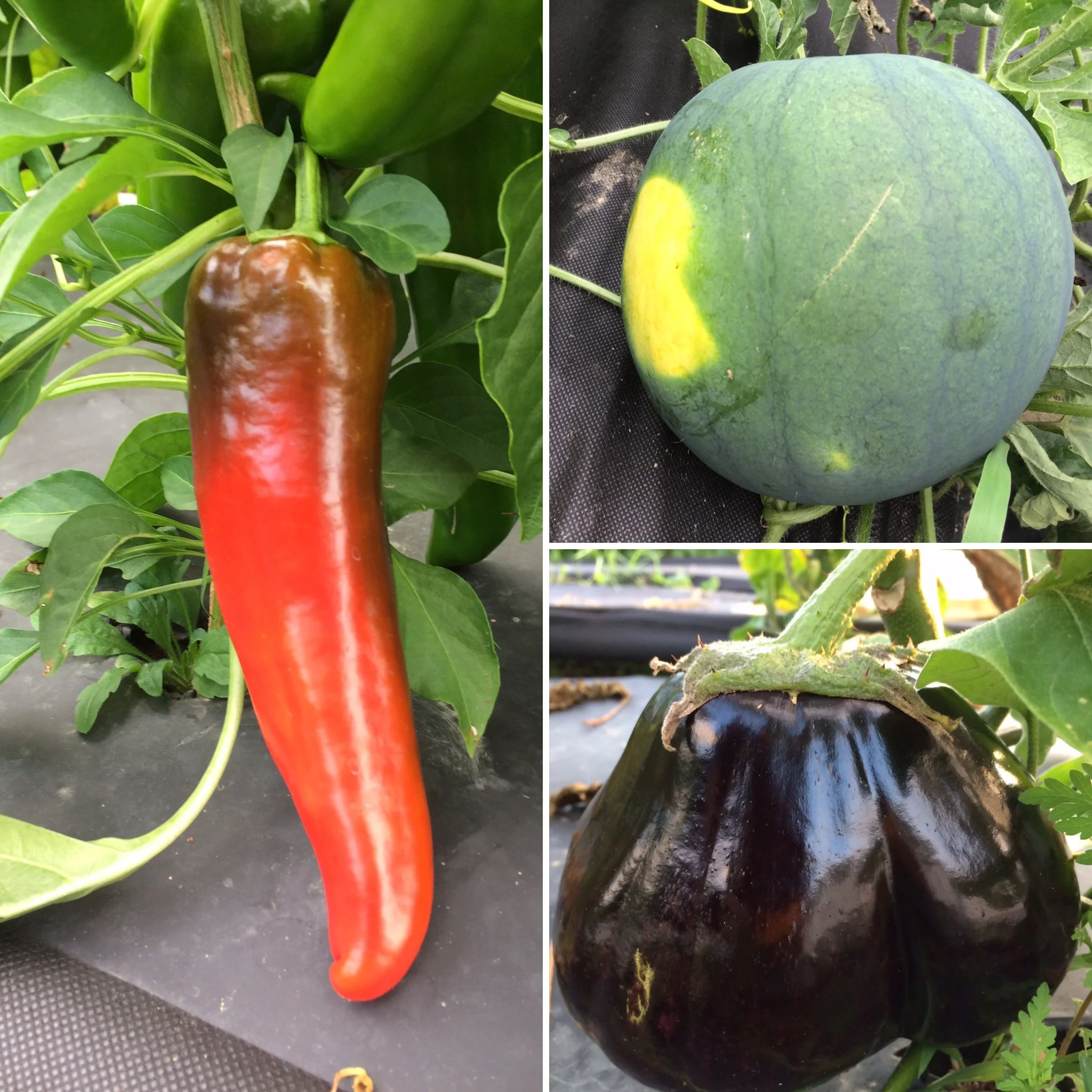 Peppers turning red, melons ripening, and lots of eggplant this week!